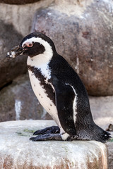 Pinguin