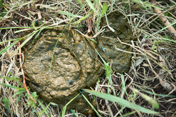 Cow dung