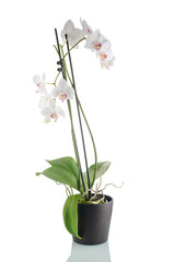 Beautiful white orchid in a flowerpot