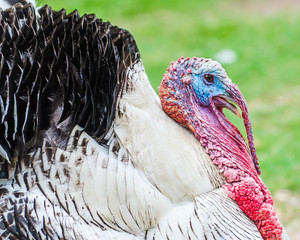 Close up portrait of domesticated tom turkey