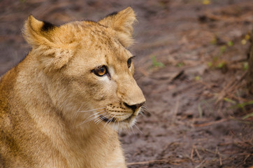 Obraz na płótnie Canvas Portrait of African lion cub (Panthera leo)
