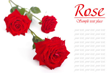 fresh red rose with drops of dew isolated on white background.