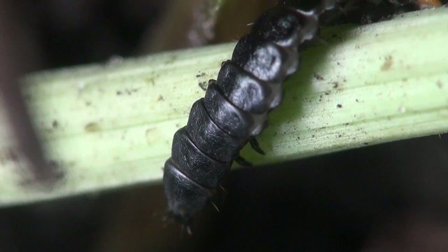 Black Carabus Monilis larva with a yellow imitation head on the tail, remind Black Scolopendra, Macro insect 