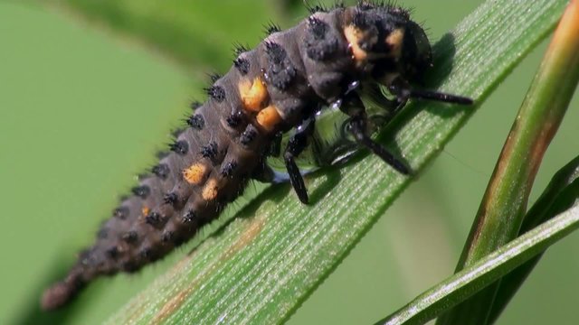 Insect macro: larva Ladybug beetle bug setting in green leaf in garden