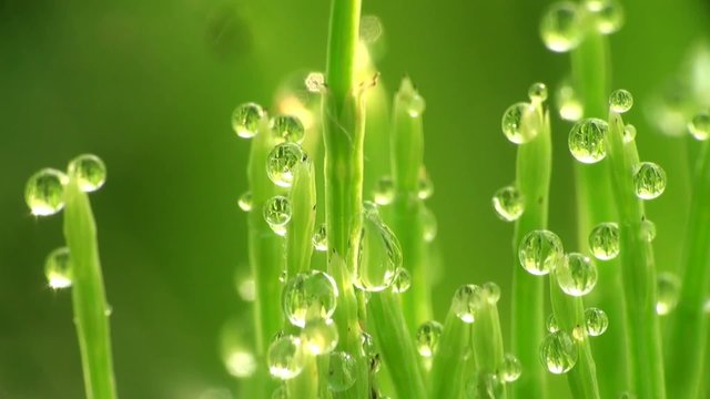 Fantastic raindrops dew sparkling In sun on leaves of green grass