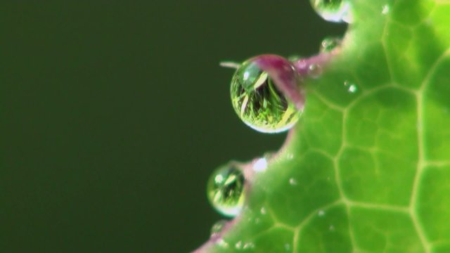 Fantastic raindrops dew sparkling In sun on leaves of green grass