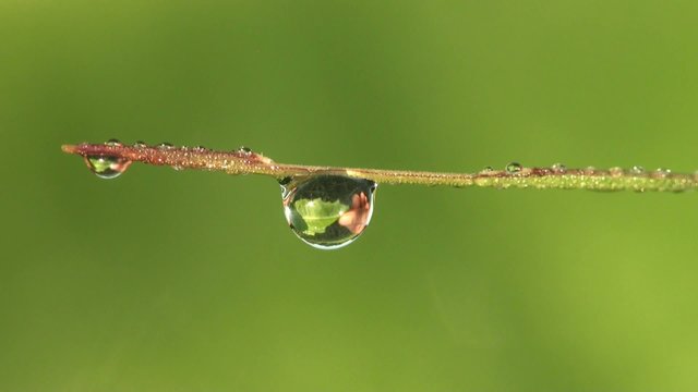 Fantastic raindrops dew sparkling in sun on leaves of green grass in meadow, in forest