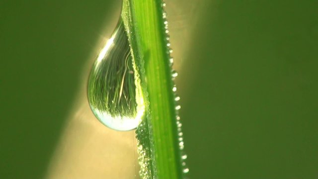 Fantastic raindrops dew sparkling in sun on leaves of green grass in meadow, in forest