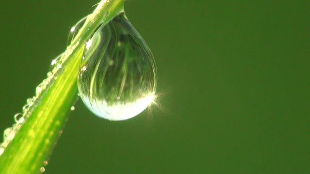 Fantastic raindrops dew sparkling in sun on leaves of green grass in meadow, in forest