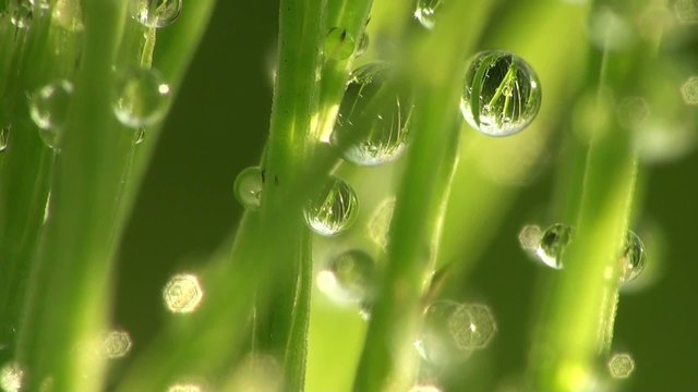 Fantastic raindrops dew sparkling in sun on leaves of green grass in meadow, in forest
