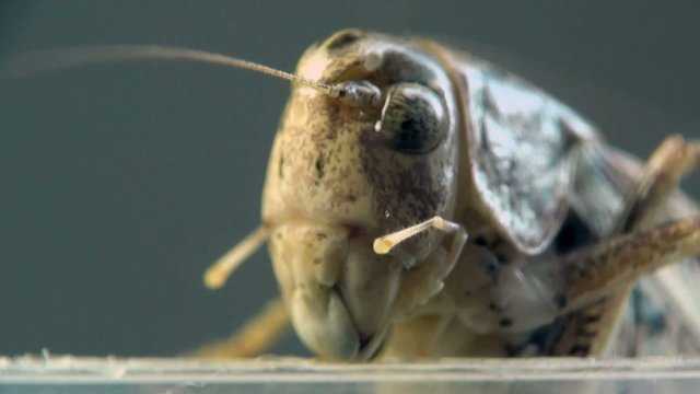 Insect Macro: Head Grasshopper or Cave Cricket