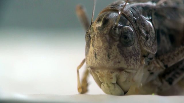 Insect Macro: Head Grasshopper or Cave Cricket
