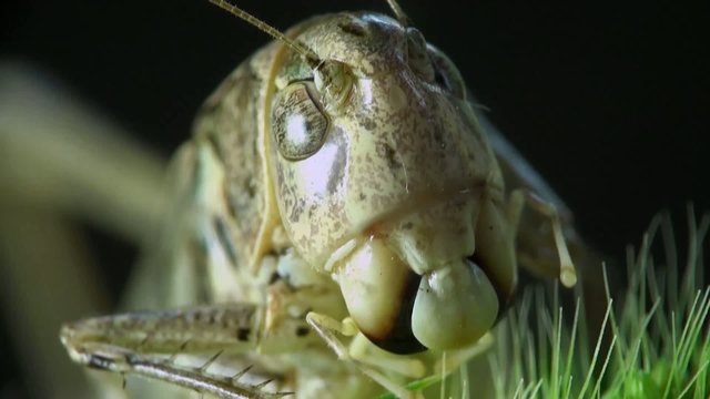 Insect Macro: Head Grasshopper or Cave Cricket