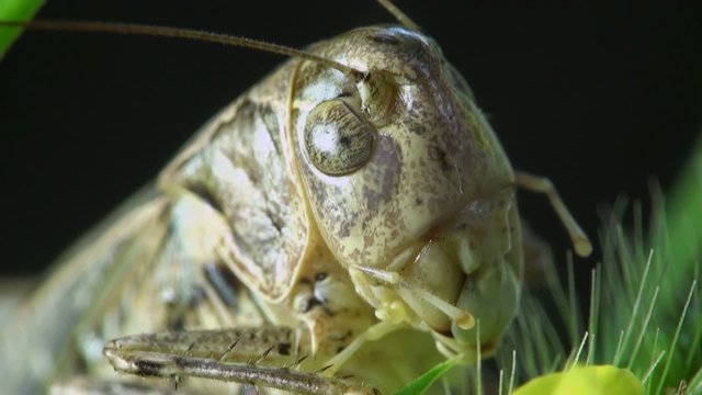 Insect Macro: Head Grasshopper or Cave Cricket
