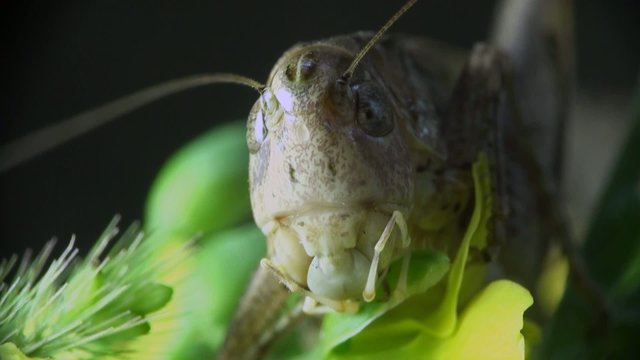 Insect Macro: Head Grasshopper or Cave Cricket