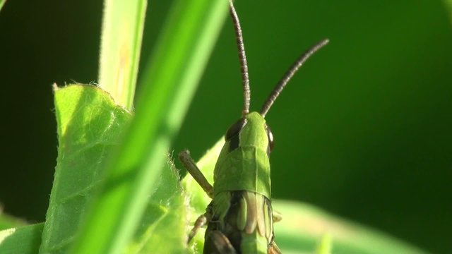 Insect Macro: Grasshopper Melanoplus Differential Sitting On Green Lief
