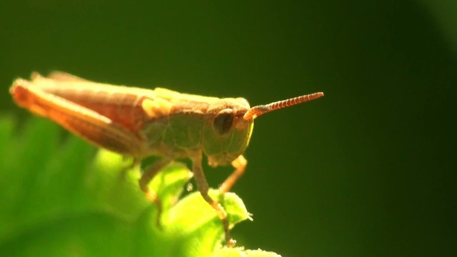 Insect Macro: Grasshopper Melanoplus Differential Sitting On Green Lief