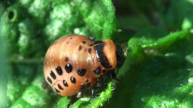 Larvae Instar Colorado Potato Beetle - Agriculture Pest, Insect Macro