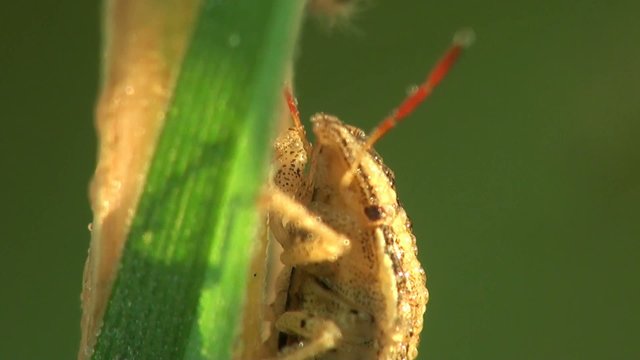 Beetle instar Pentatomidae, of insects belonging to order Hemiptera, shield bugs or stink bugs, sitting in grass covered with dew drops.   Macro view insect in wildlife