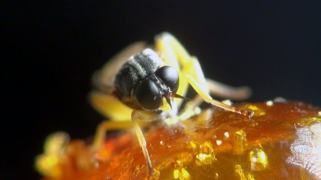 Macro Insect: Temnostomina Fly with big black eyes fell into the pitch of a pine tree, amber