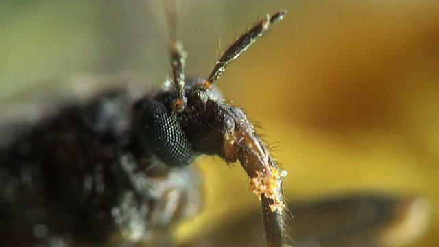 Insect Macro: Scutellatus is genus of True Bug in Miridae family sitt in summer forest and meadow