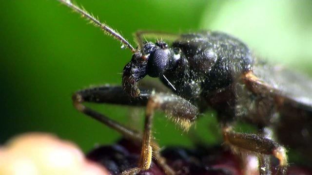 Insect Macro: Scutellatus is genus of True Bug in Miridae family sitt in summer forest and meadow
