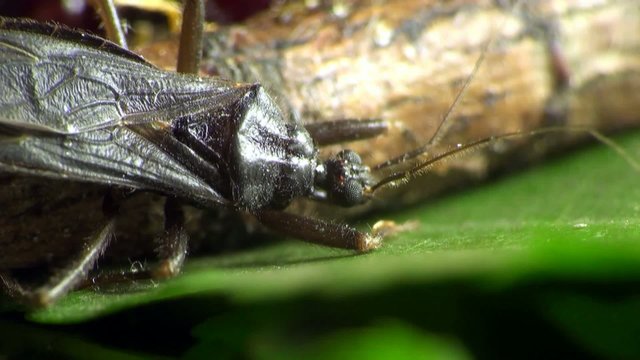 Insect Macro: Scutellatus is genus of True Bug in Miridae family sitt in summer forest and meadow