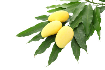 Three yellow mango and pile dirty leaf isolated