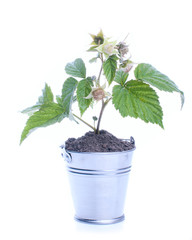 Ripe and unripe red and green  berries