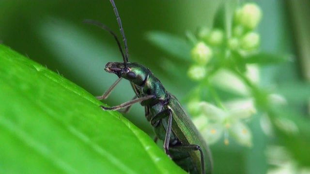 Insect Beetle Bug Macro: Nigricornis Beetle, Spanish Fly sitting on green leaf