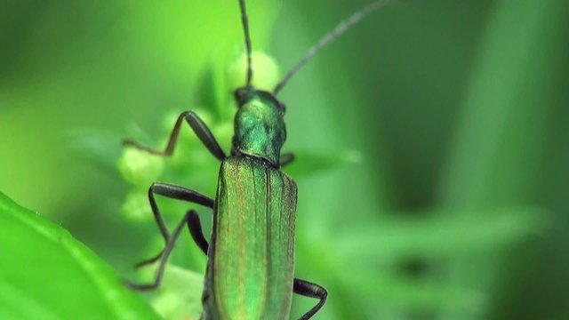 Insect Beetle Bug Macro: Nigricornis Beetle, Spanish Fly sitting on green leaf