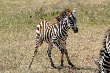 Fototapeta na wymiar Unsteady baby zebra