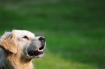 golden retriever regardant avec attention