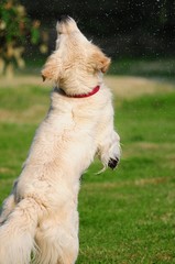 golden retriever sautant vu de dos