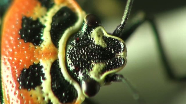 Macro insect Bug: Pentatomidae red Beetle