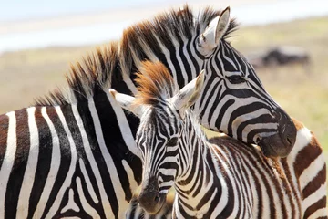 Abwaschbare Fototapete Zebra Zebrababy mit Mutter