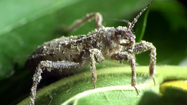 Insect Macro: Scutellatus is genus of True Bug in Miridae family sitt in summer forest and meadow
