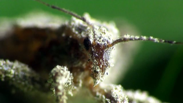 Insect Macro: Scutellatus is genus of True Bug in Miridae family sitt in summer forest and meadow