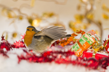 Rougegorge familier (Erithacus rubecula - European Robin)