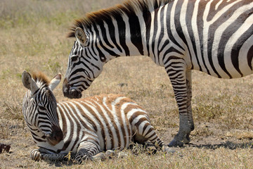 Obraz na płótnie Canvas Baby zebra with mother