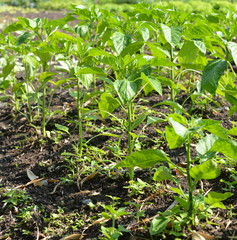 culture du piments