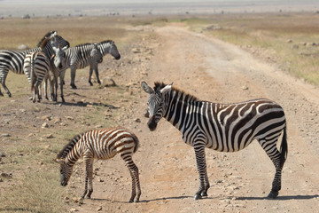 Fototapeta na wymiar Baby zebra with mother