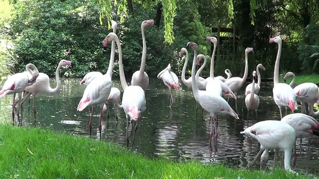 flamant rose