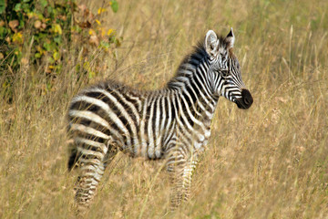 Fototapeta na wymiar Baby zebra standing