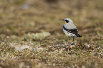 Traquet motteux (Oenanthe oenanthe - Northern Wheatear)