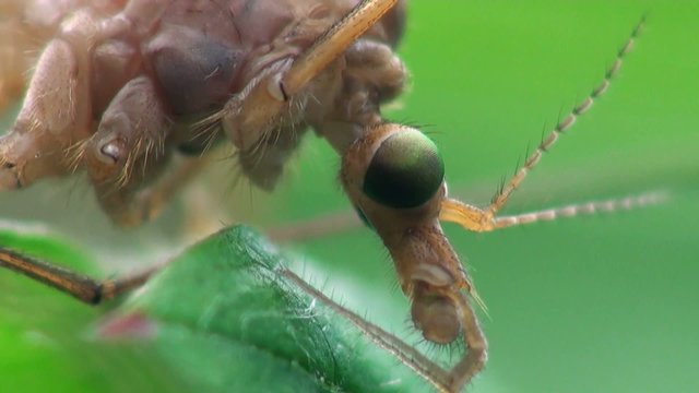 Crane Fly, Insect Mosquito, Tipula Luna male, insect sitting on green leaf