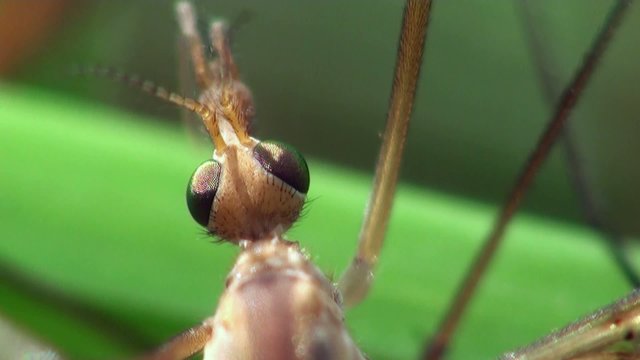 Crane Fly, Insect Mosquito, Tipula Luna male, insect sitting on green leaf