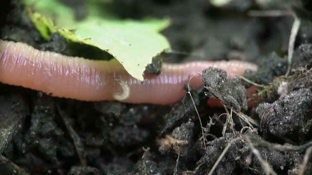 Earth Worm is hiding in ground grawling on rocks, Macro and close-up insect