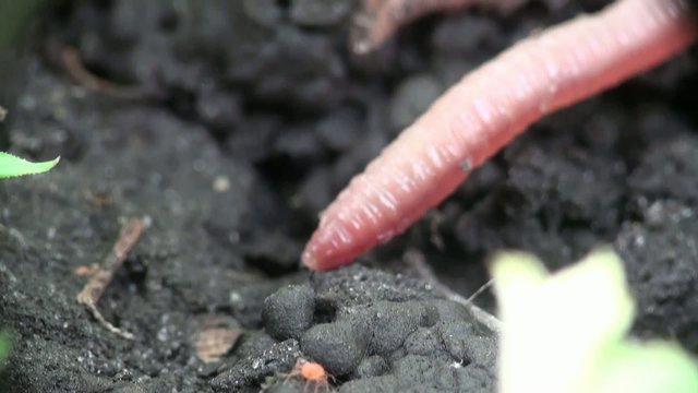 Earth Worm is hiding in ground grawling on rocks, Macro and close-up insect
