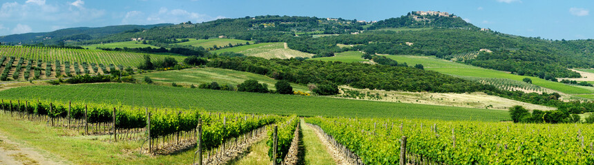Fototapeta na wymiar Panorama of wine fields in Italy